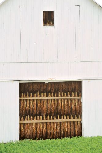 Growing Tobacco on a Small Scale